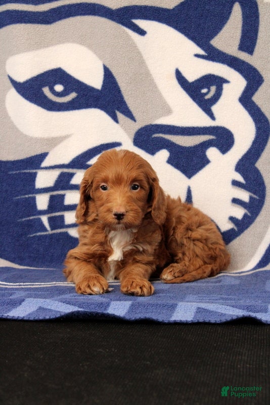 Mini Goldendoodle dogs Eore - Ad 2