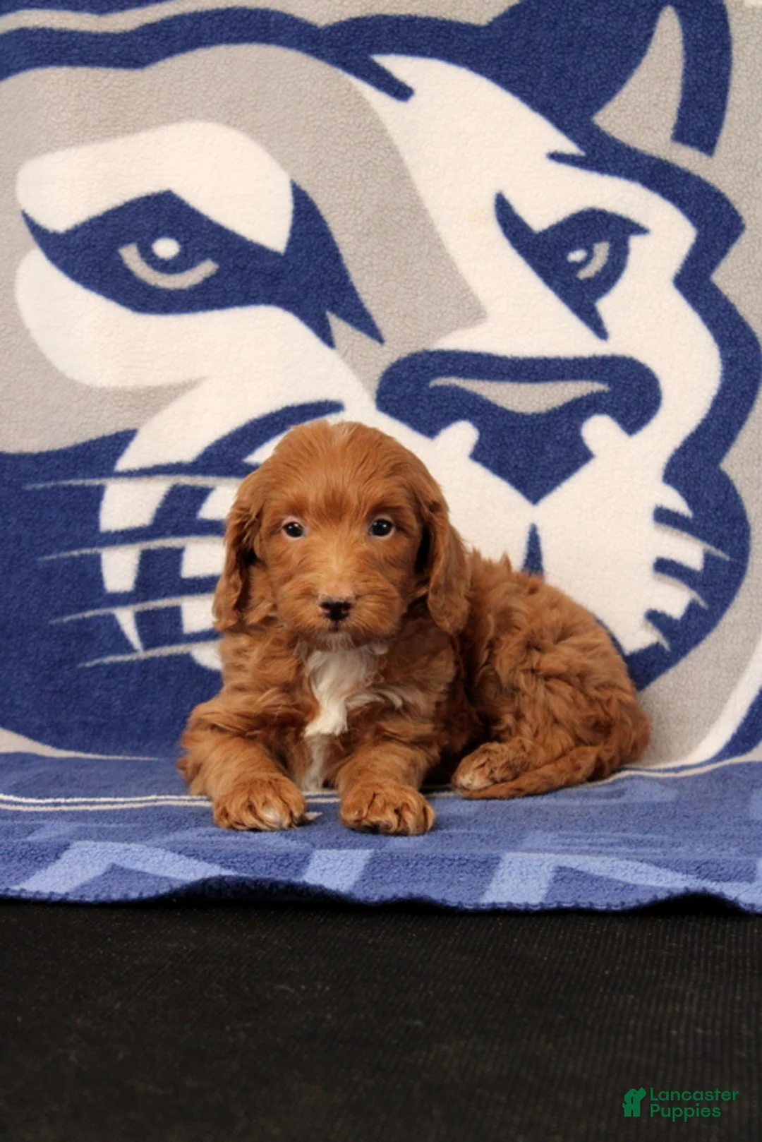 Mini Goldendoodle dogs for sale: Eore - Ad 2