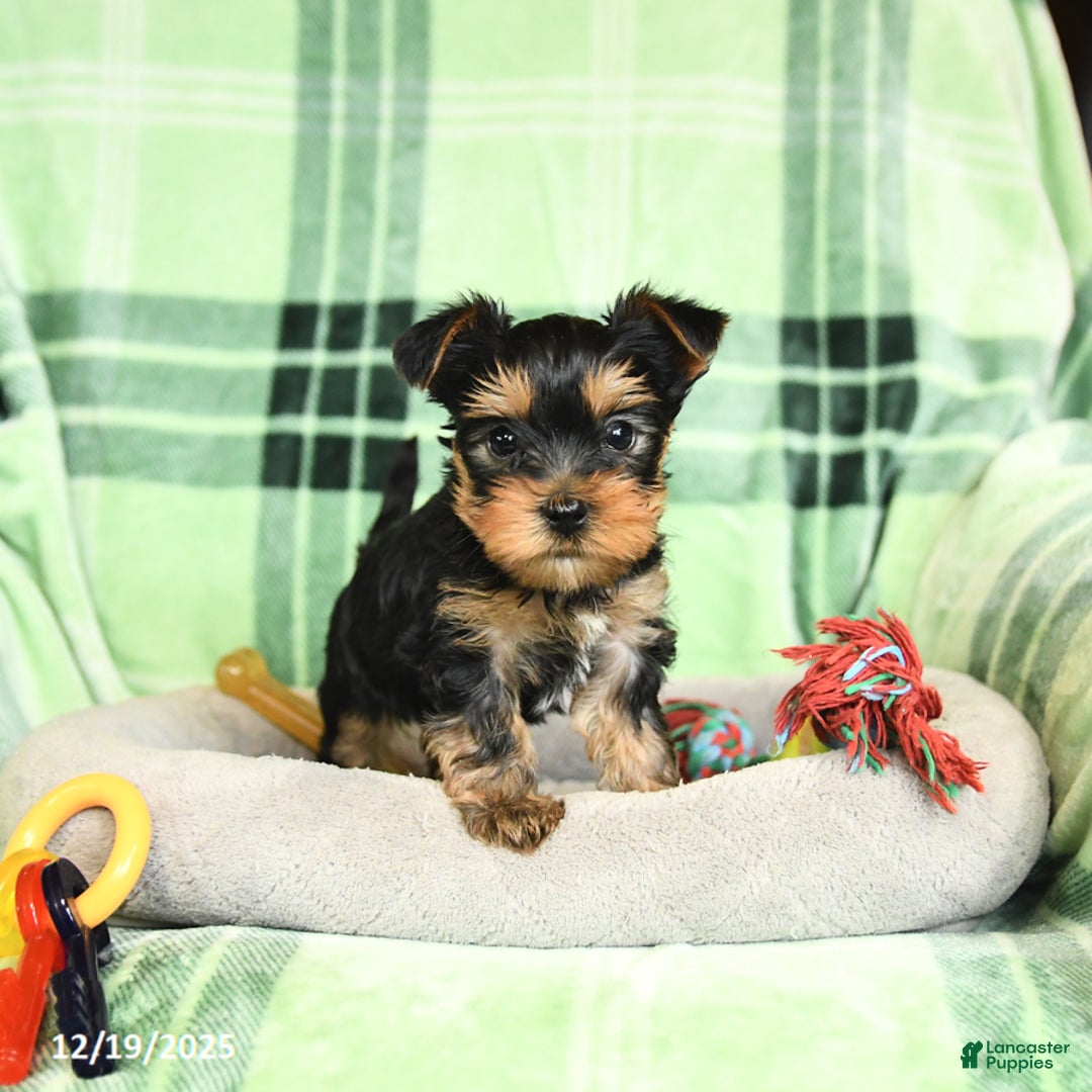 Yorkshire Terrier dogs for sale: Domino - Ad 3