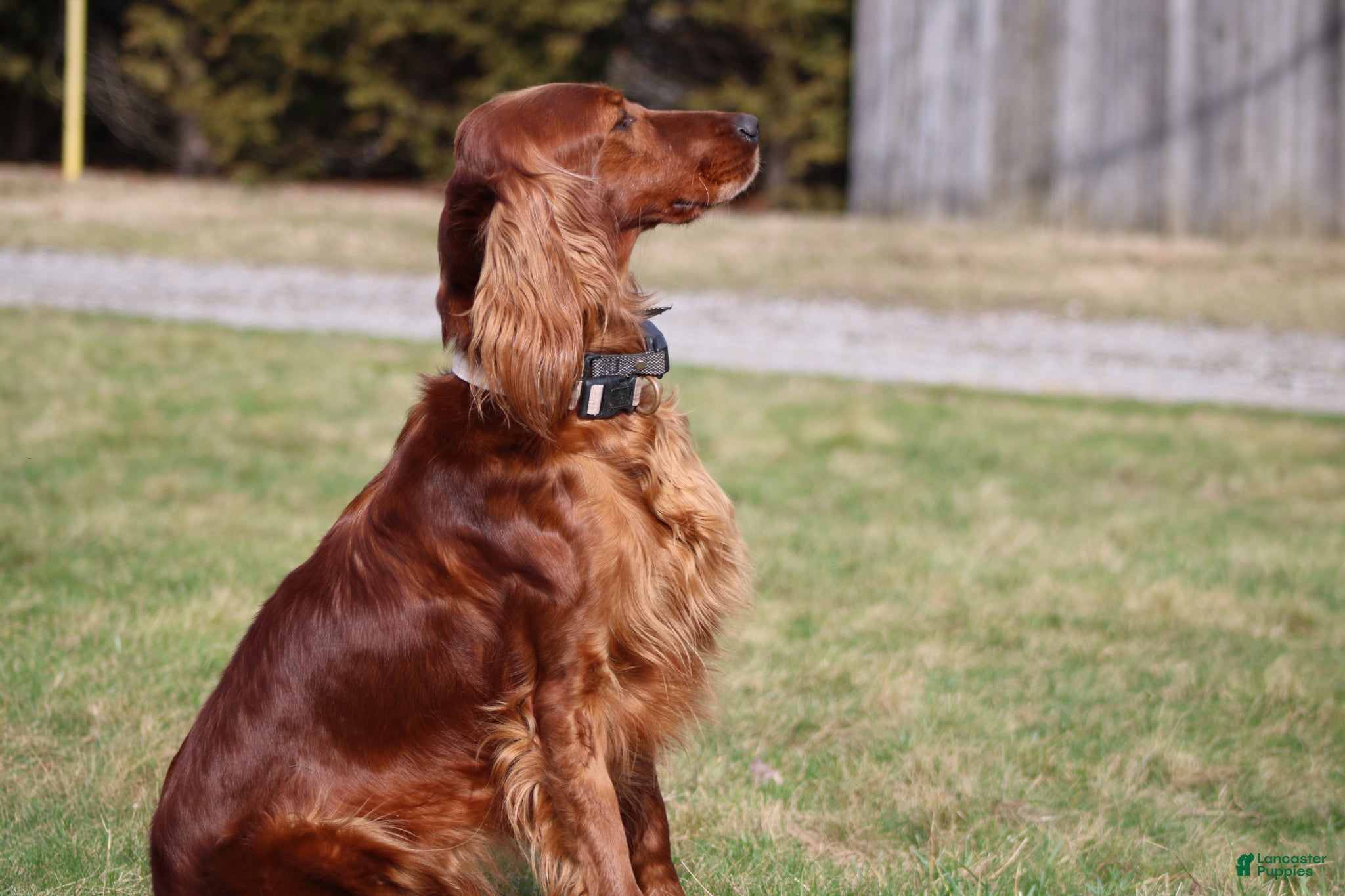 Irish Setter dogs for sale: Harley - Ad 7