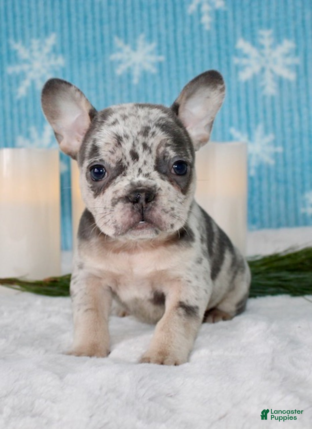 French Bulldog dogs for sale: Olivia - Ad 3