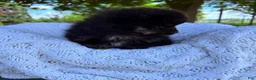 Pomeranian dogs for sale: Pomeranian 1 - Ad 5