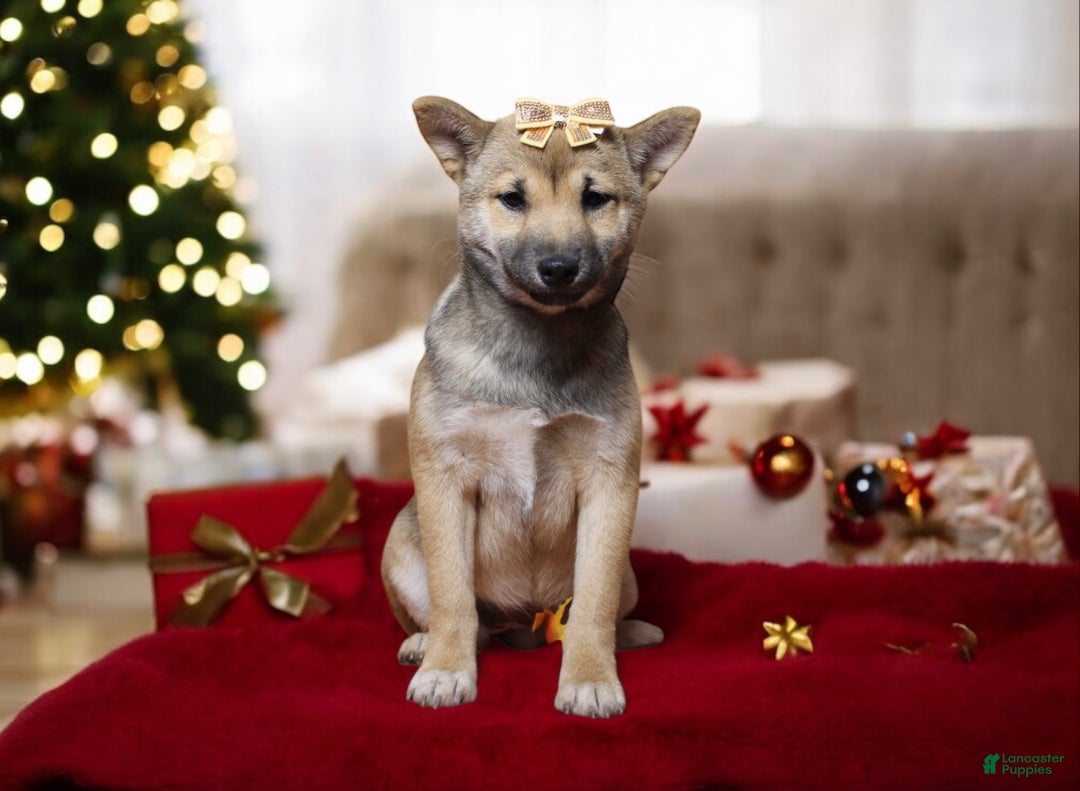 Shiba Inu dogs for sale: Janey - Ad 4