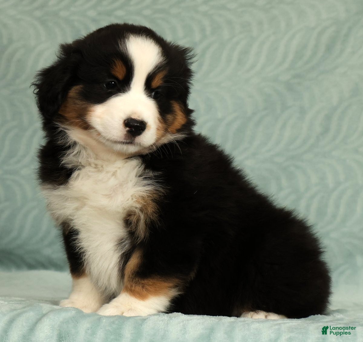 Australian Shepherd dogs for sale: June - Ad 6