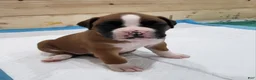 Boxer dogs for sale: ZOEY - Ad 3