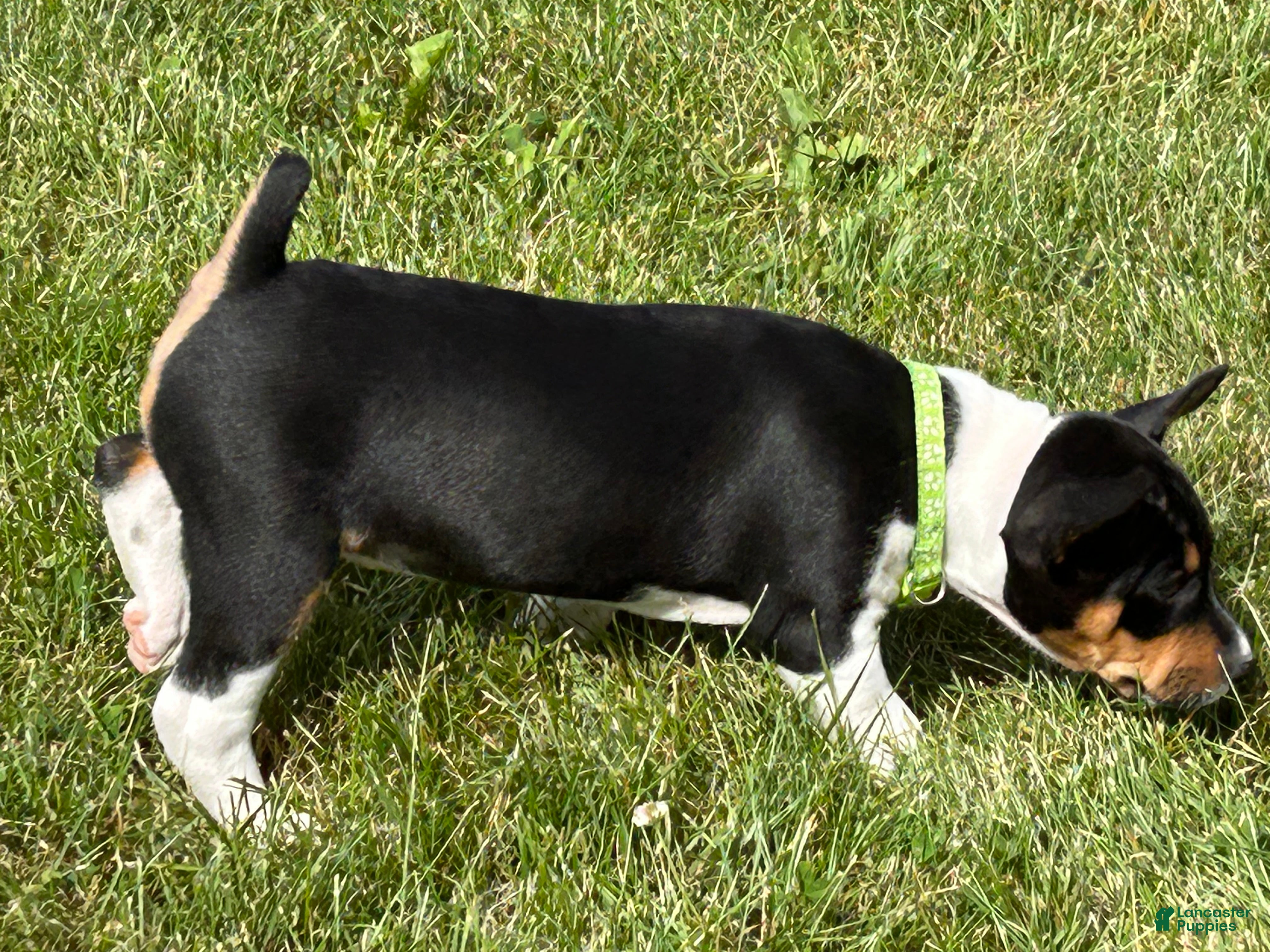 Rat Terrier dogs Old Dominion terrier Sadi - Ad 2