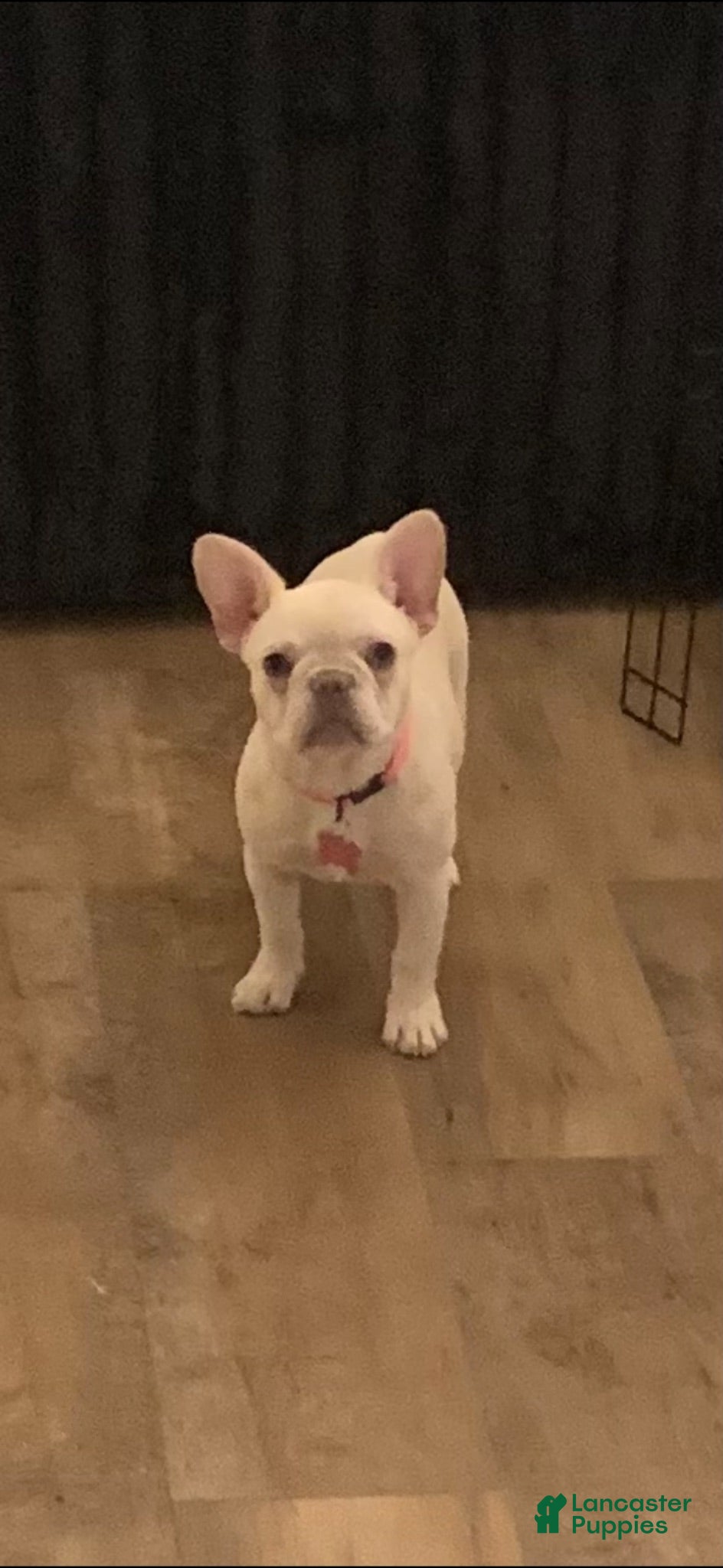 French Bulldog dogs Kali - Ad 26
