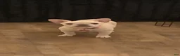 French Bulldog dogs for sale: Kali - Ad 1
