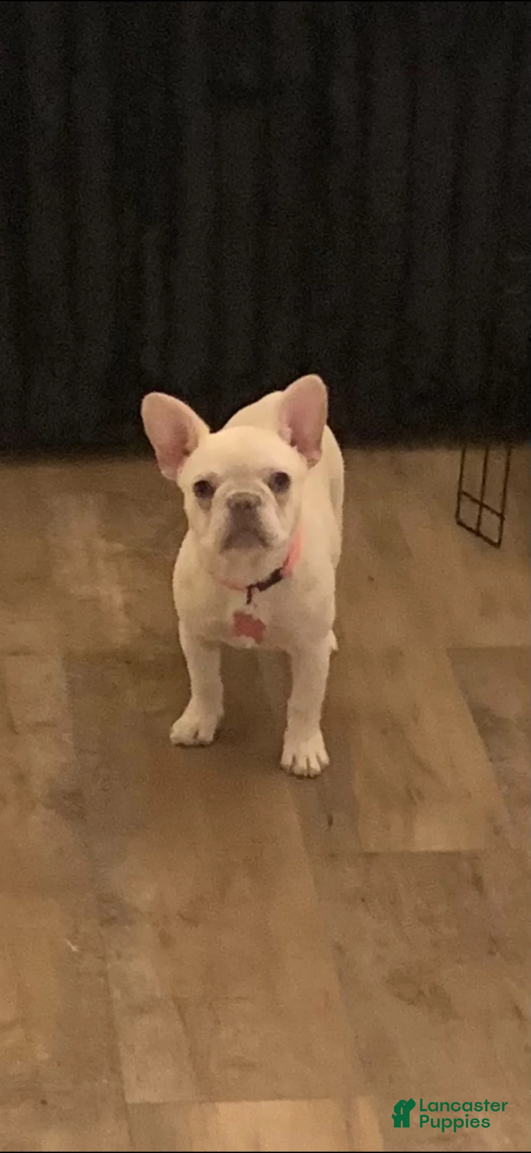 French Bulldog dogs for sale: Kali - Ad 1