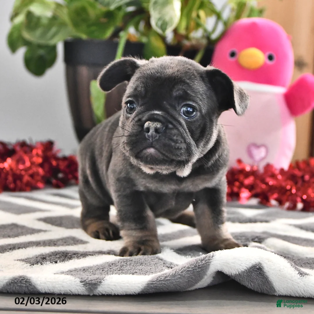 French Bulldog dogs for sale: Fluffy - Ad 4