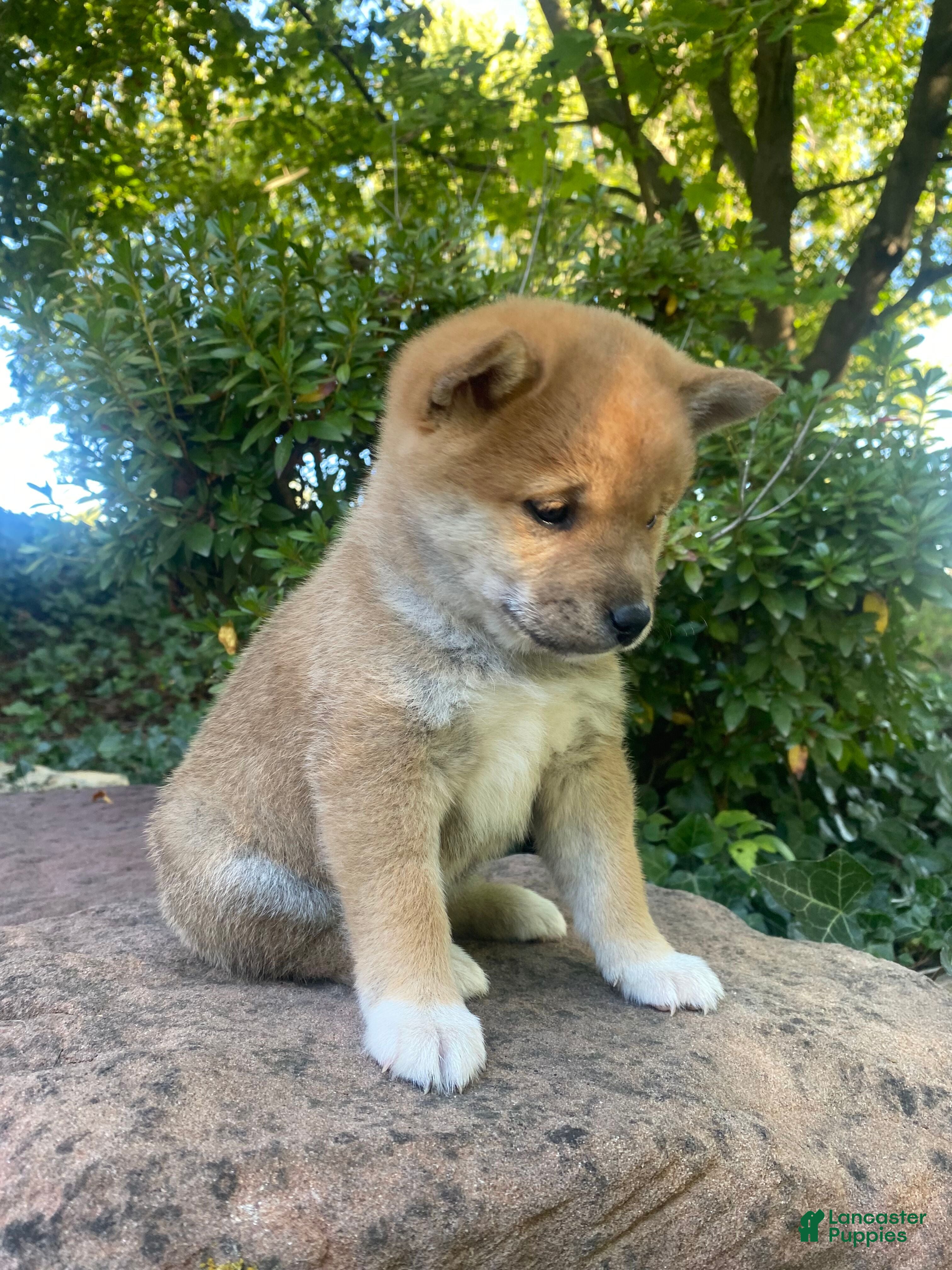 Pom Shi Shih Tzu And Shiba Inu Mix Shiba Inu Puppies For Sale Under $500  Lancaster