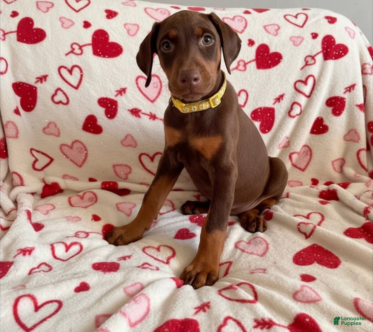 Doberman Pinscher dogs Rose-Not AMISH  - Ad 1