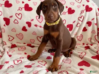 Doberman Pinscher dogs Rose-Not AMISH - Ad 1