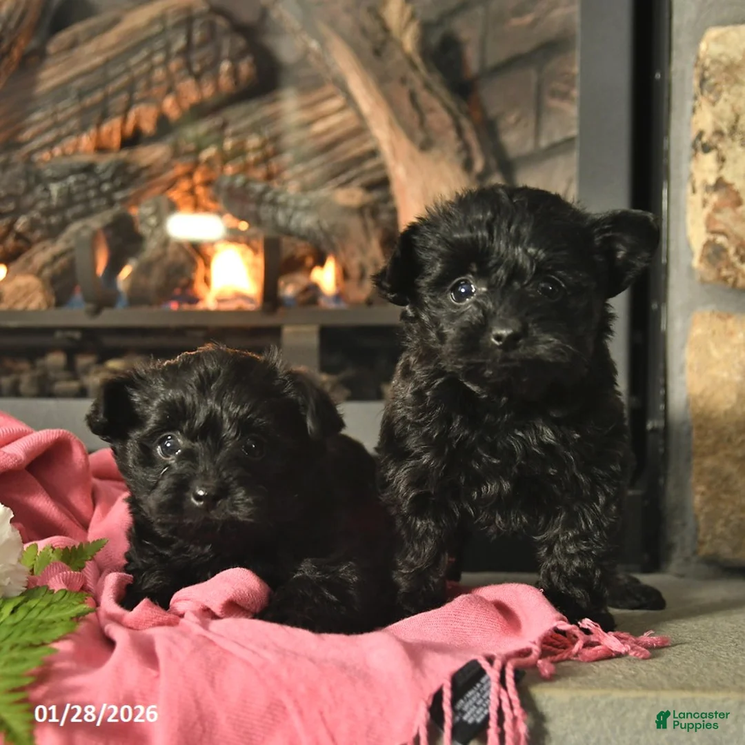 Yorkiepoo dogs for sale: Magnolia  - Ad 3