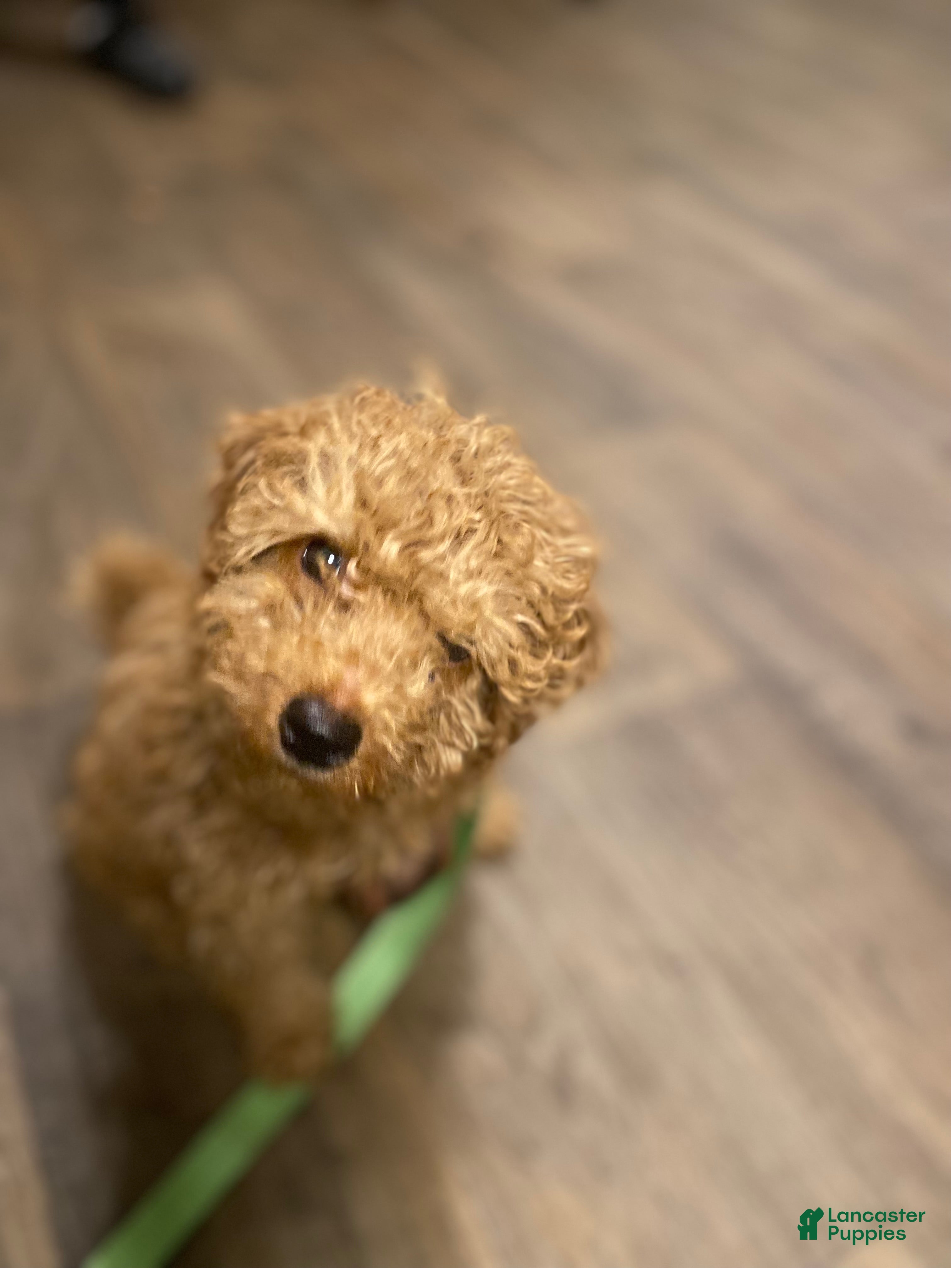 Goldendoodle dogs Jaxon - Ad 8