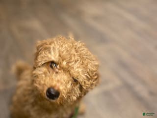Goldendoodle dogs Jaxon - Ad 11