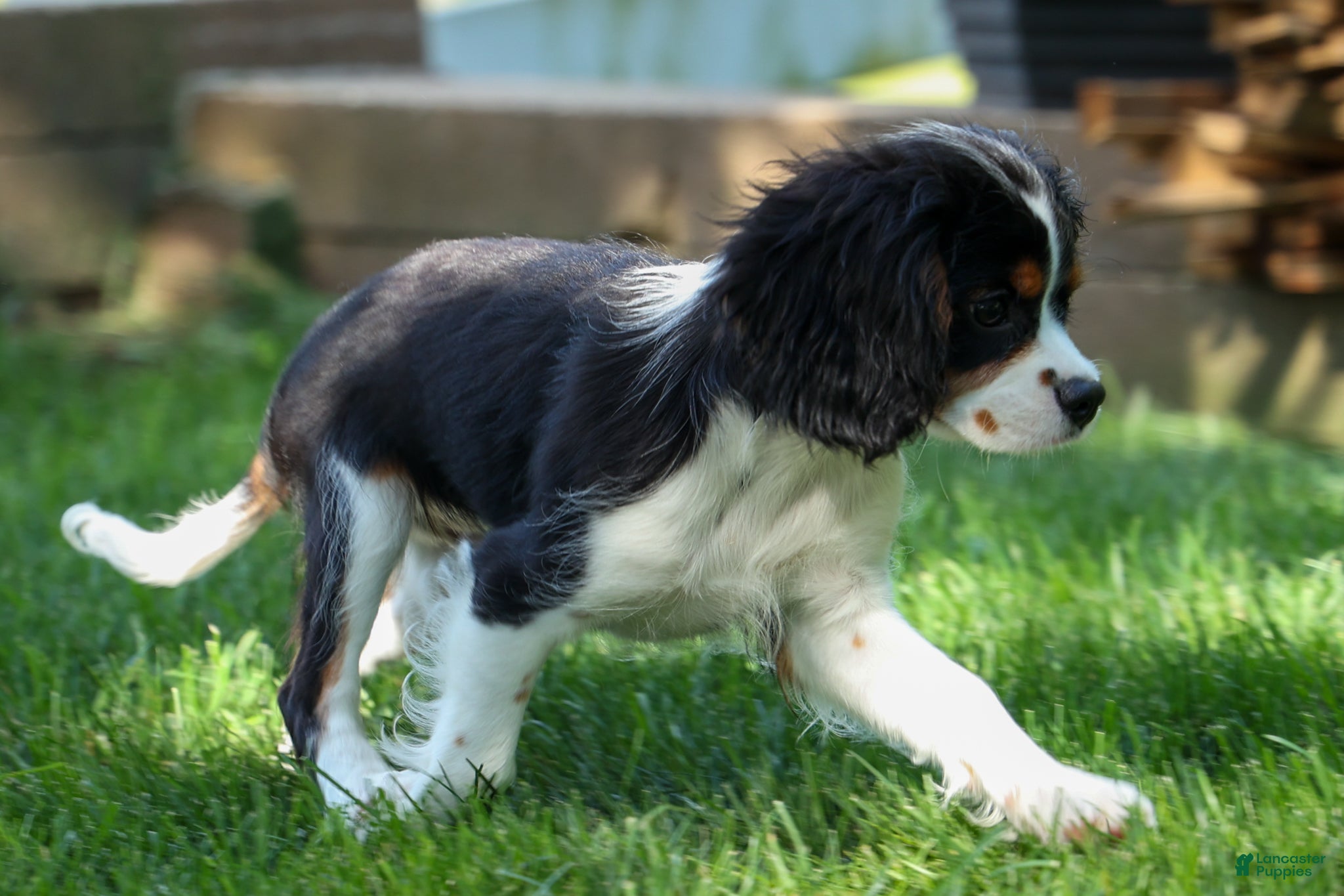Cavalier King Charles Spaniel dogs Dotson 🐾 - Ad 2