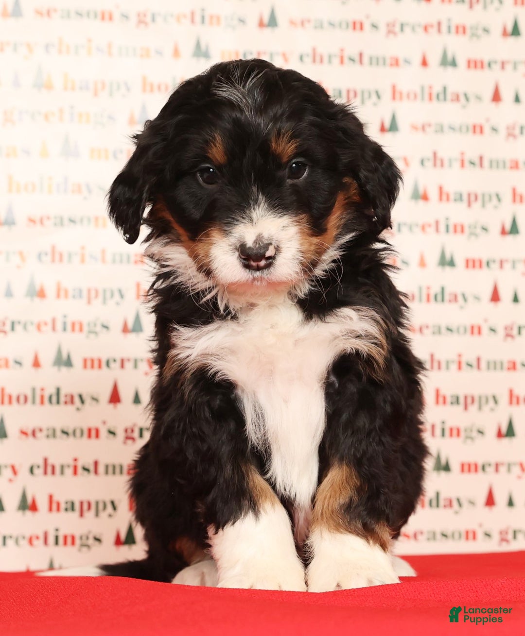 Mini Bernedoodle dogs for sale: Jasper - Ad 6