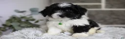 Maltipoo dogs for sale: Rocco  - Ad 11