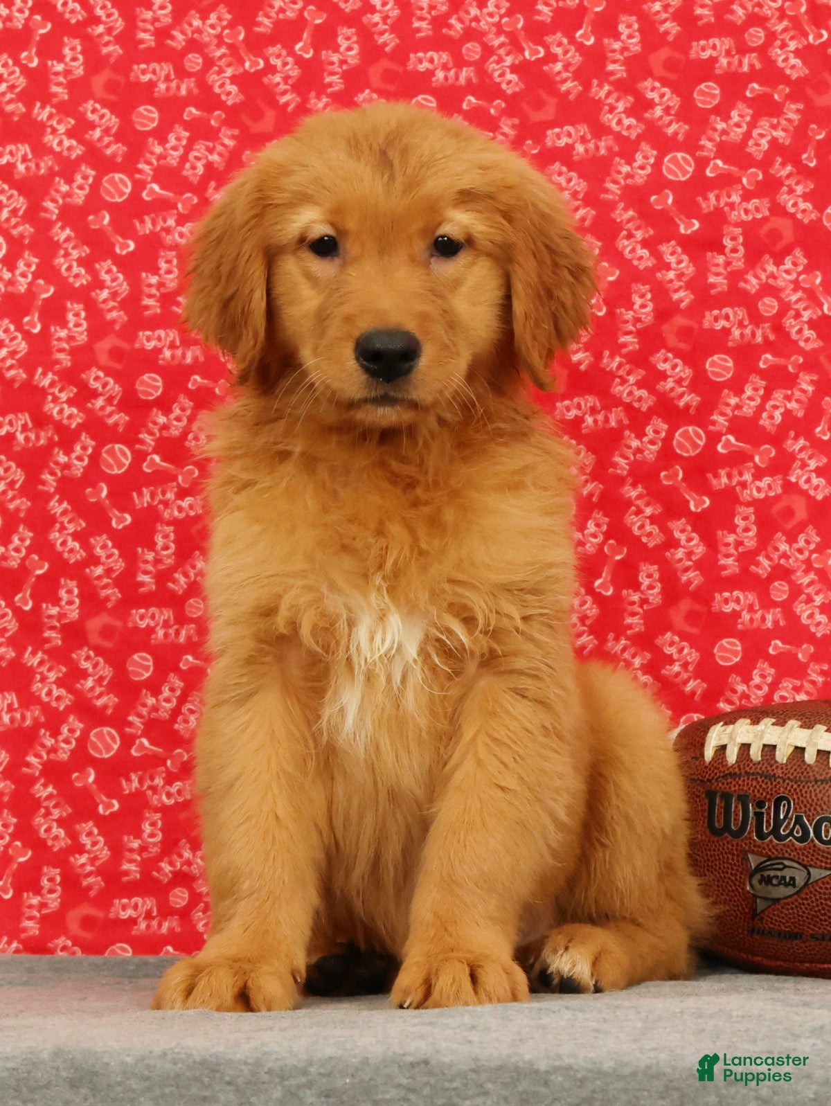 Golden Retriever dogs Ziva - Ad 1