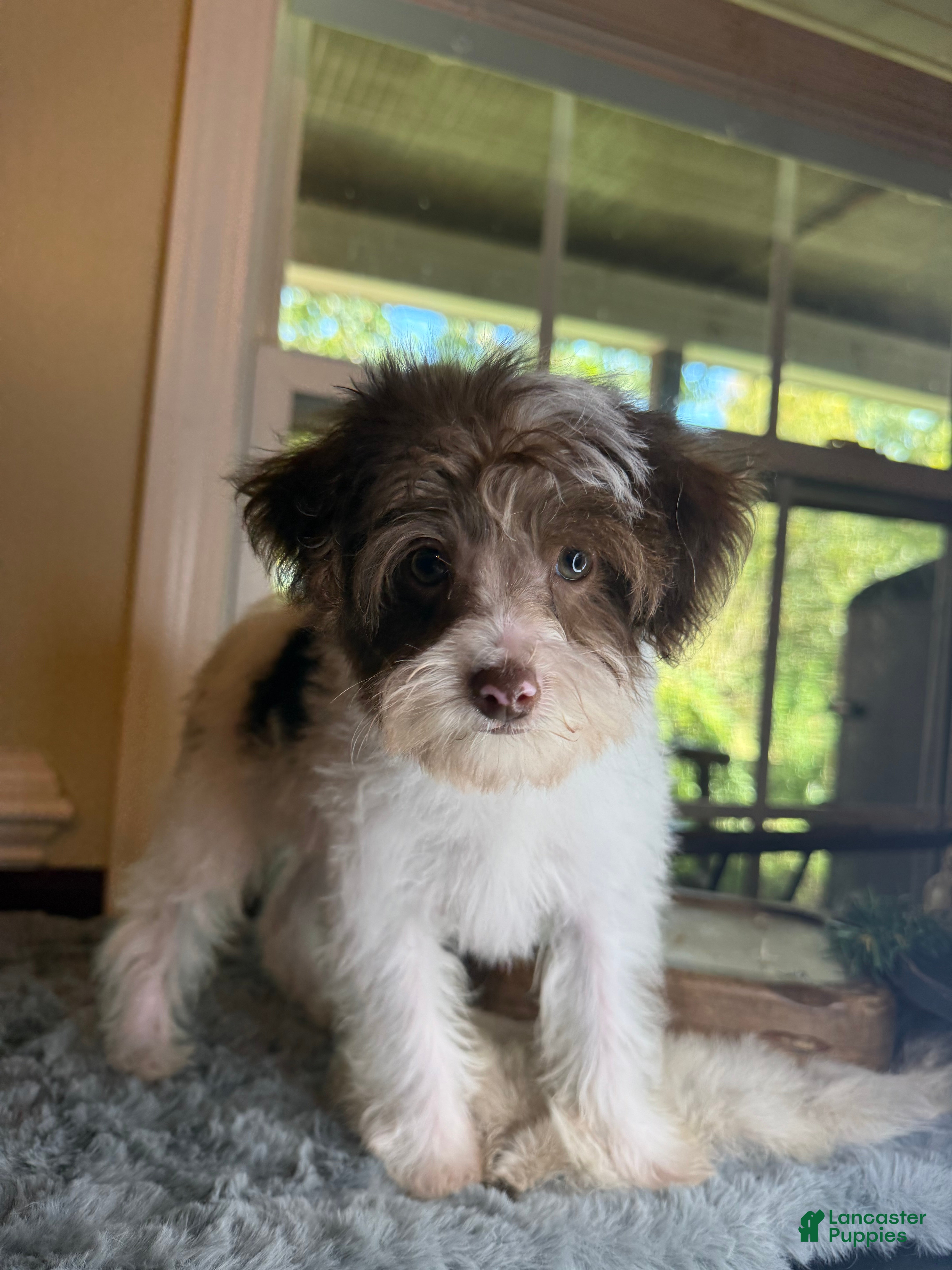 Yorkiepoo dogs Trouble - Ad 1