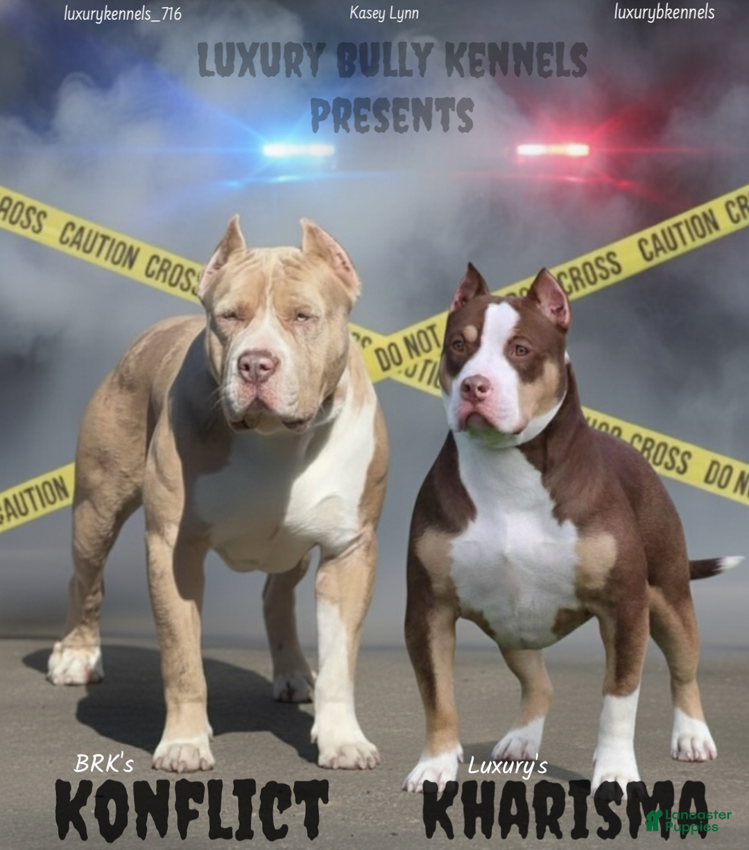 American Bully dogs for sale: Milli - Ad 3