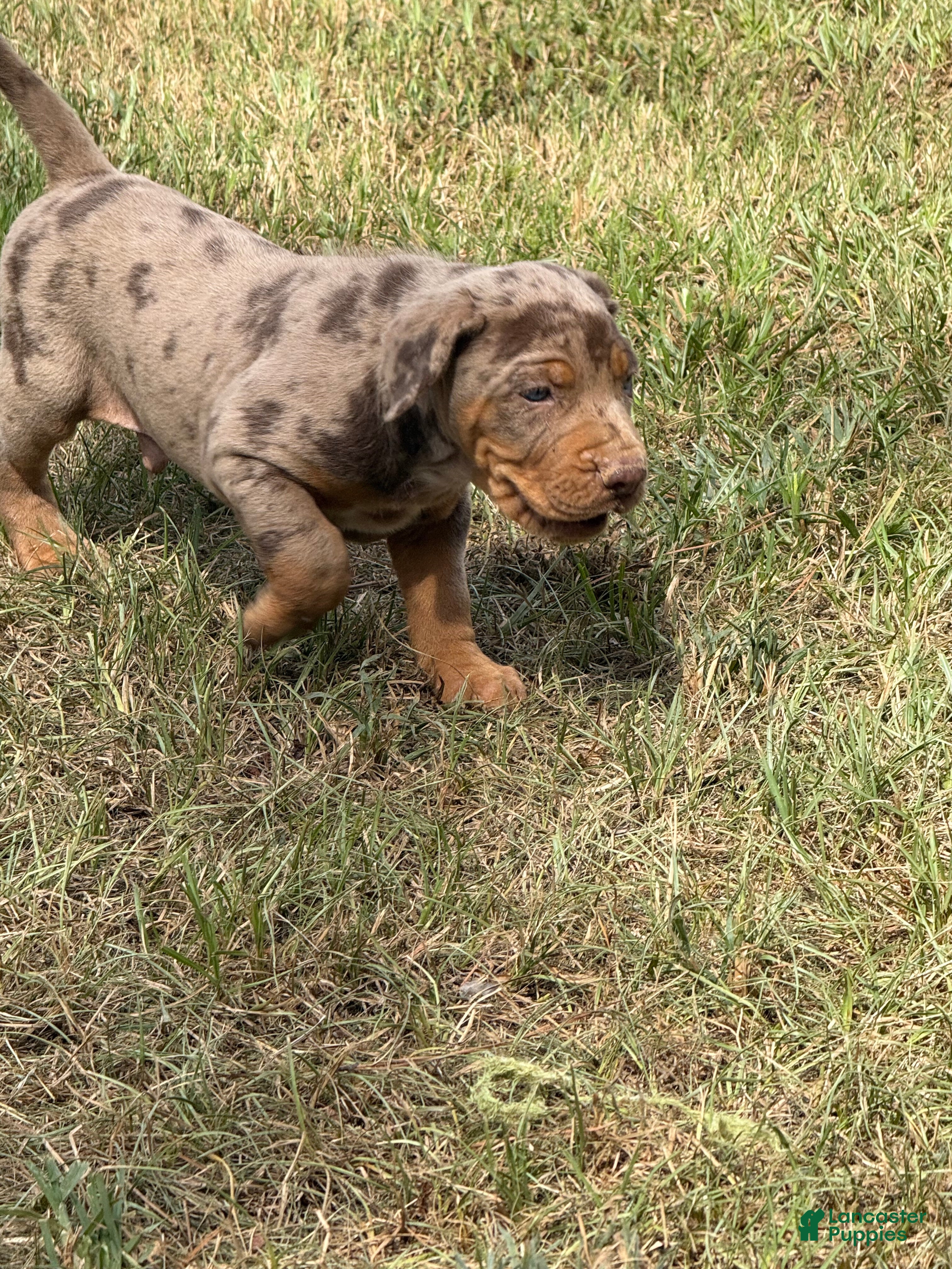Catahoula Leopard Dog dogs for sale: Smith aka Gator - Ad 1