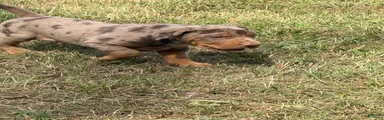 Smith aka Gator