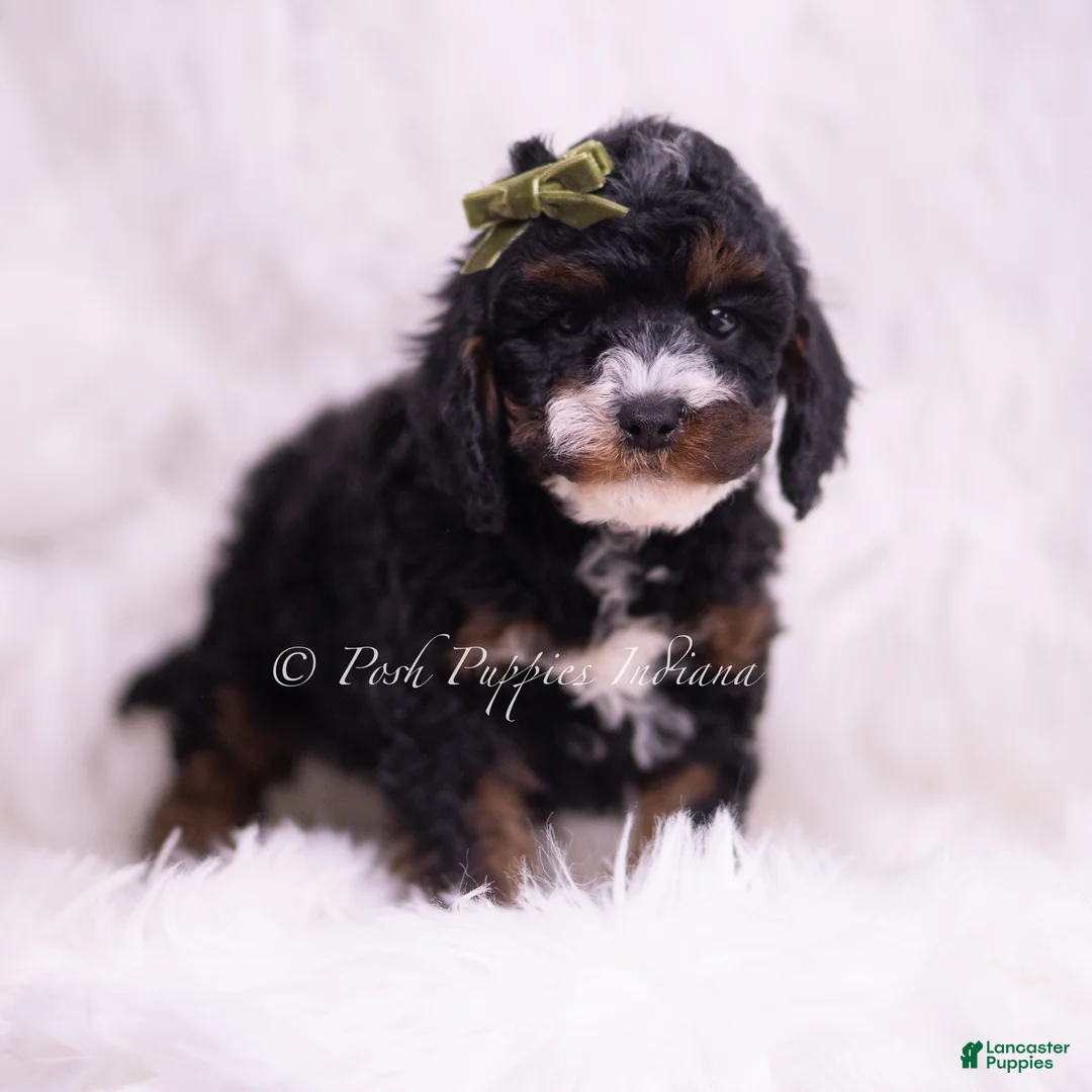 Toy Poodle dogs for sale: Peanut - Ad 1