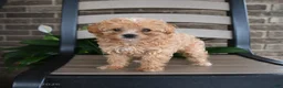 Havapoo dogs for sale: Atlas - Ad 3