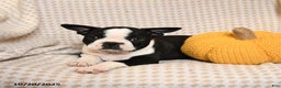 Boston Terrier dogs for sale: Clark - Ad 4
