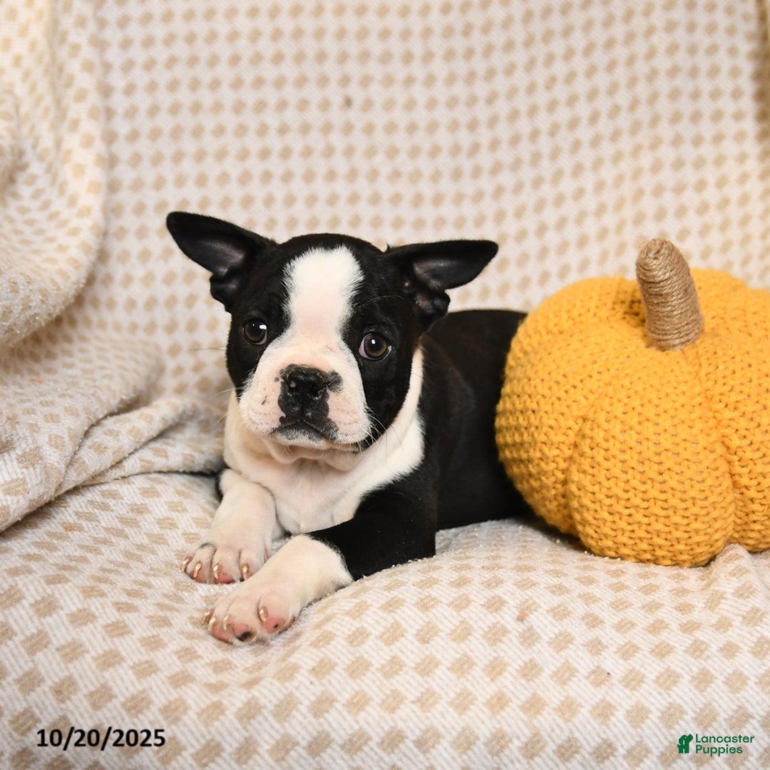 Boston Terrier dogs for sale: Clark - Ad 4