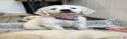 Golden Retriever dogs for sale: Cream Puff - Ad 5