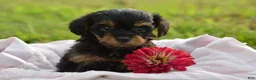 Yorkiepoo dogs for sale: Yorkiepoo 3 - Ad 3