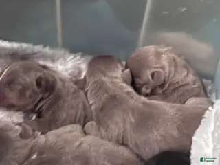 American Bully dogs American Bully Puppy 3 - Ad 14