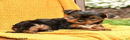 Yorkshire Terrier dogs for sale: Biscuit - Ad 3