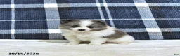 Pomeranian dogs for sale: Jasper - Ad 4