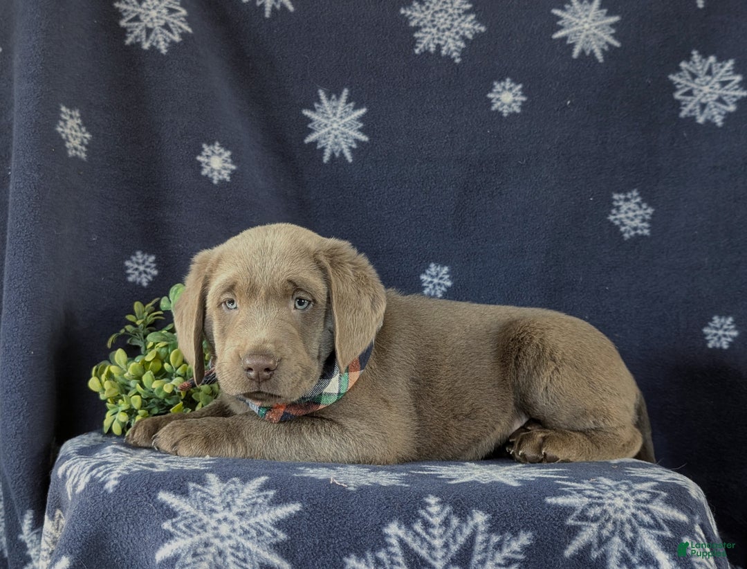 Labrador Retriever dogs for sale: Connor AKC Silver Lab - Ad 7