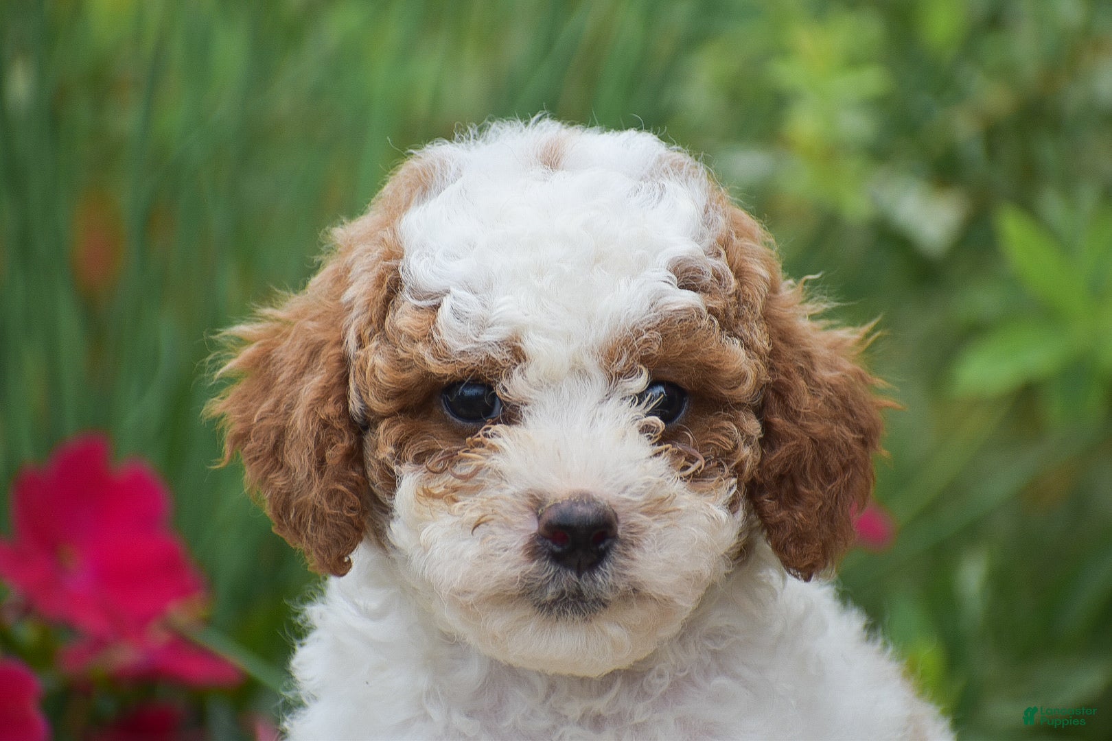 Miniature Poodle dogs Lilly - Ad 1