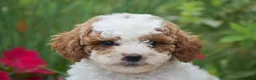 Miniature Poodle dogs for sale: Lilly - Ad 1