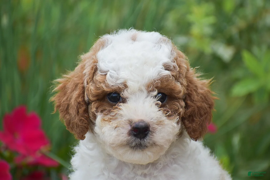 Miniature Poodle dogs for sale: Lilly - Ad 1