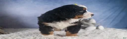 Bernese Mountain Dog dogs for sale: HEIDI - Ad 10