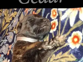 English Mastiff dogs for sale: Cedar - Brindle English Mastiff Puppy - Ad 1