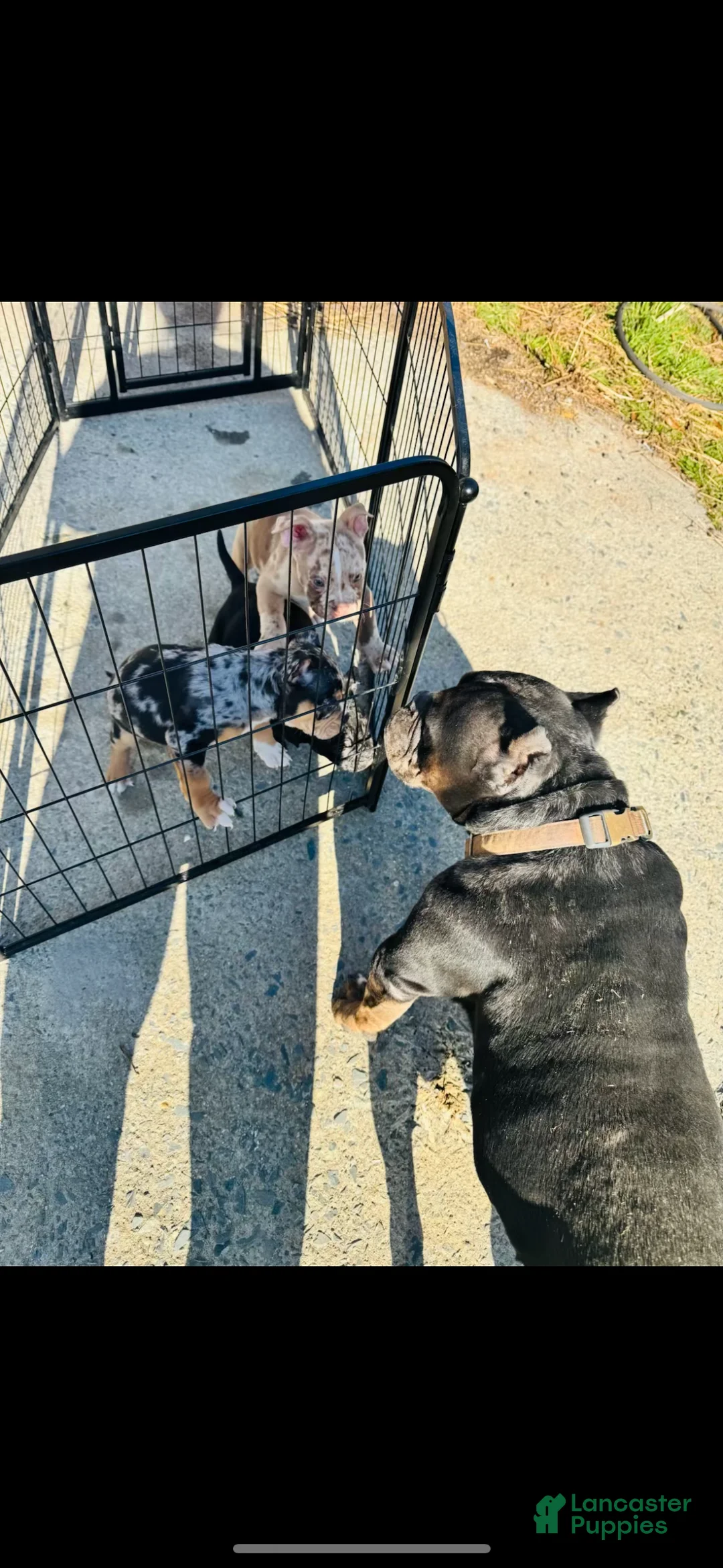 Mixed Breed dogs for sale: all black, white chest bully - Ad 6