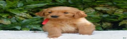 Golden Retriever dogs for sale: Penelope  - Ad 3