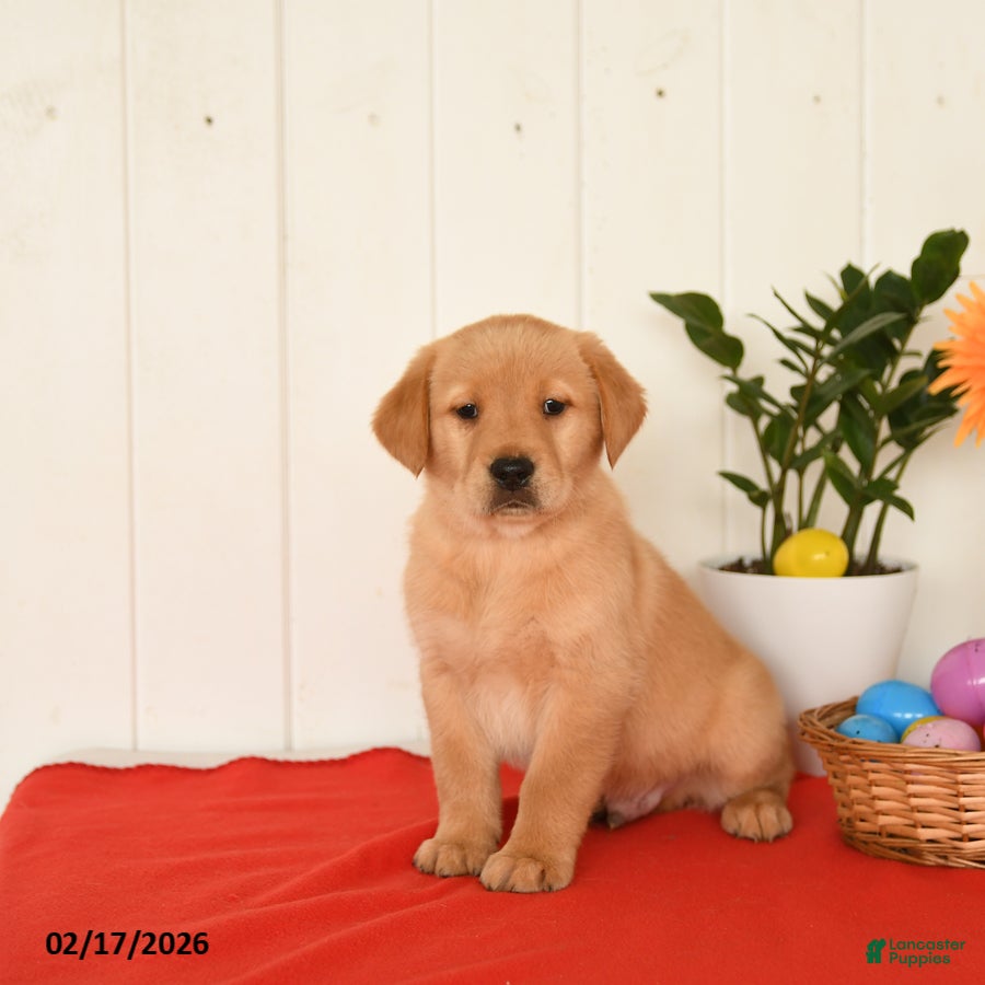 Goldador dogs Kody - Ad 1