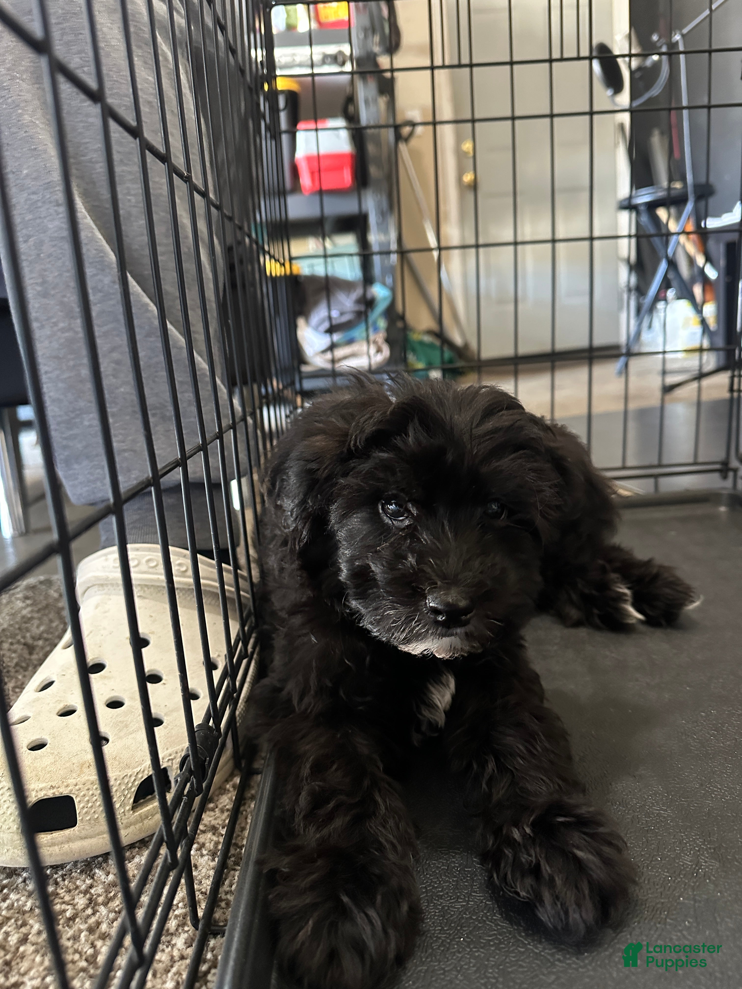 Mixed Breed dogs Mixed Breed Puppy 1 - Ad 13