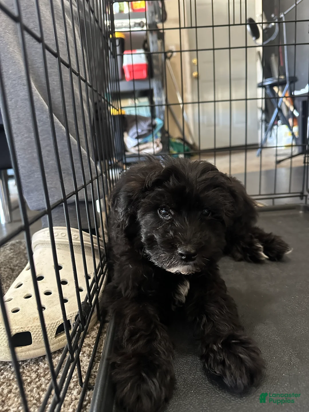 Mixed Breed dogs for sale: Mixed Breed Puppy 1 - Ad 1