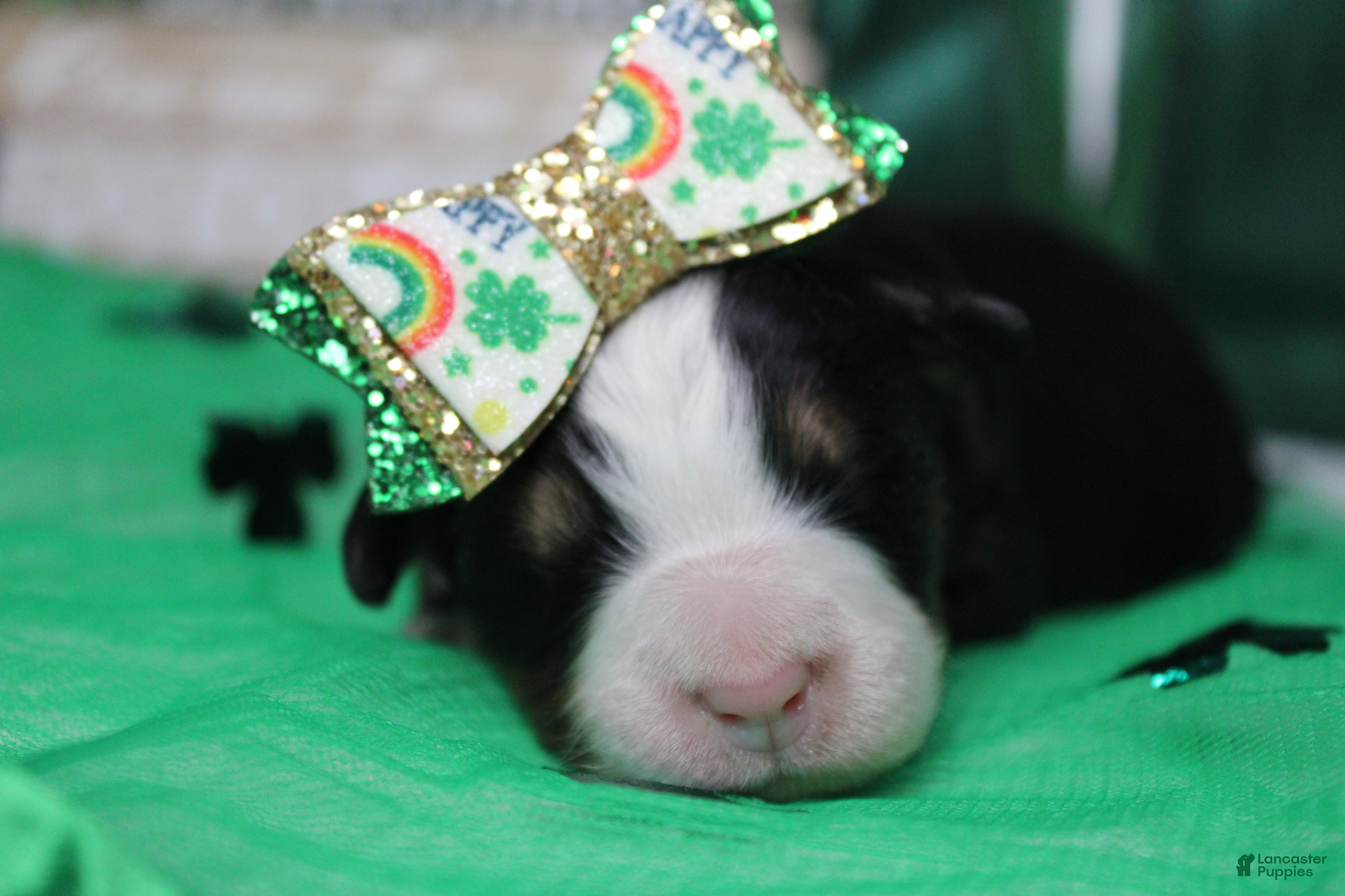 Bernese Mountain Dog dogs Natalie  - Ad 12