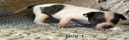 Chiweenie dogs for sale: Chiweenie 1 - Ad 7